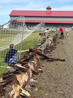 Youth next to a line of logs gathering loosened bark